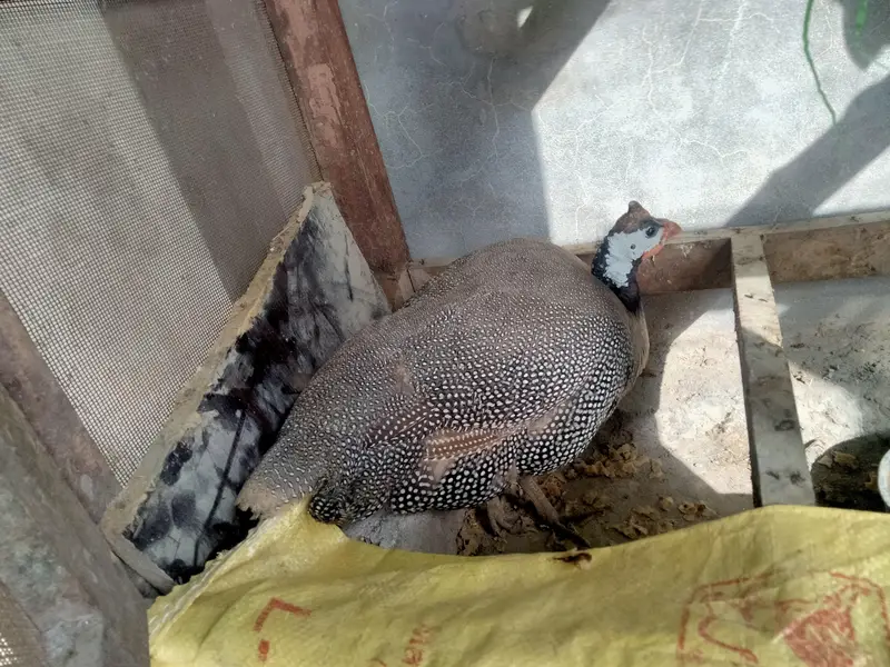 chakor, guineafowl — photo 3