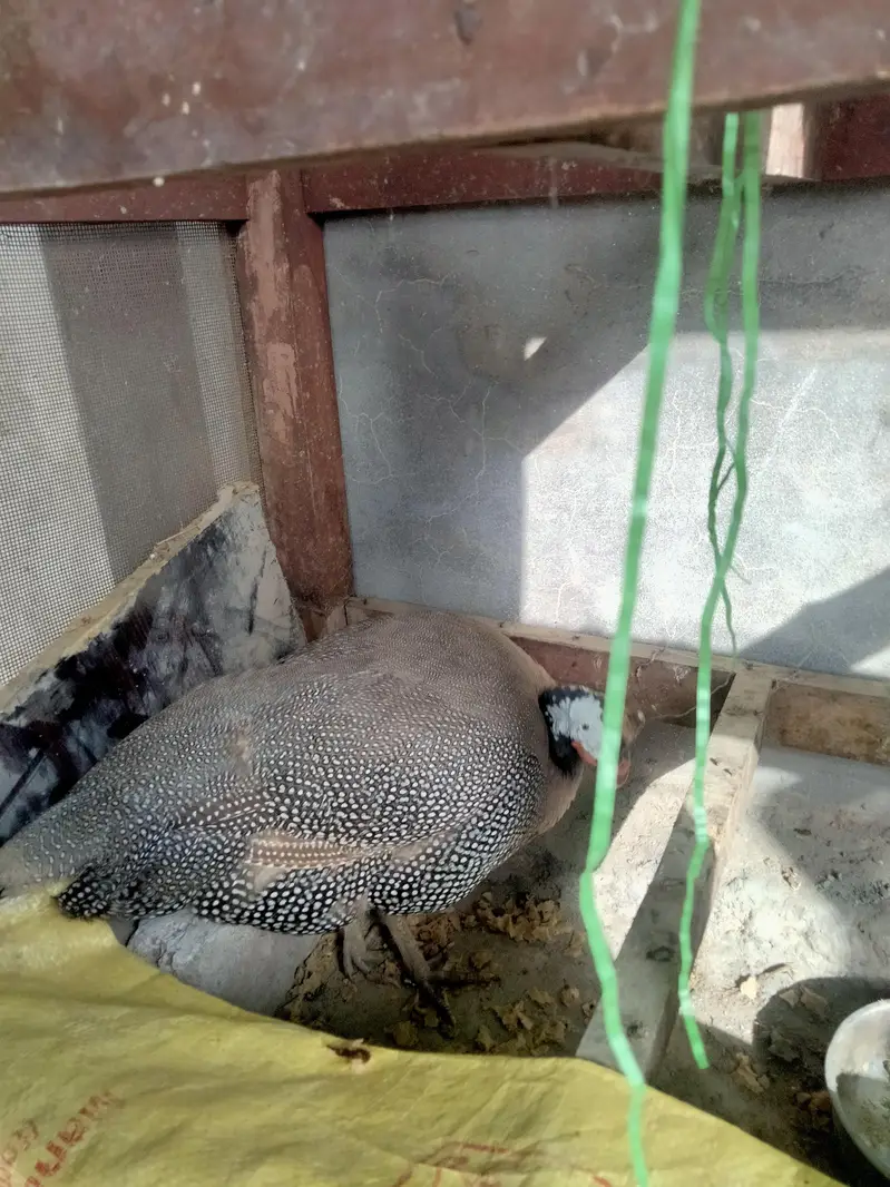 chakor, guineafowl — photo 4