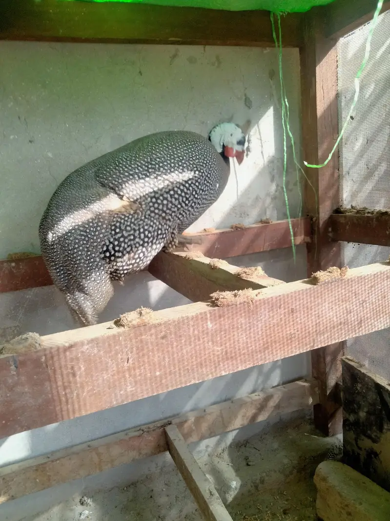chakor, guineafowl — photo 5