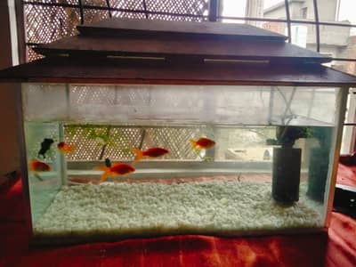 beautiful aquarium for sale with 10 fish