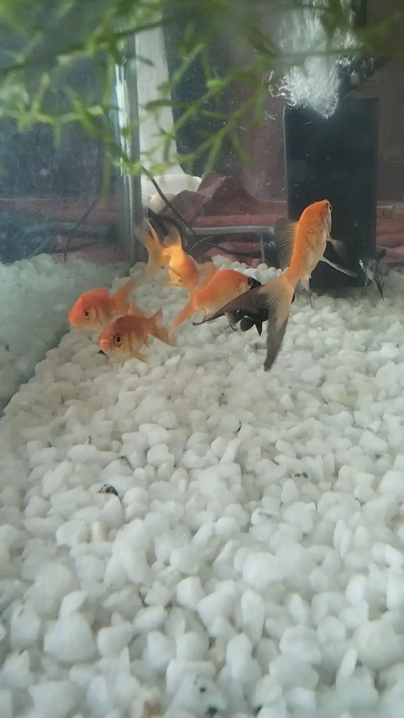 beautiful aquarium for sale with 10 fish — photo 2
