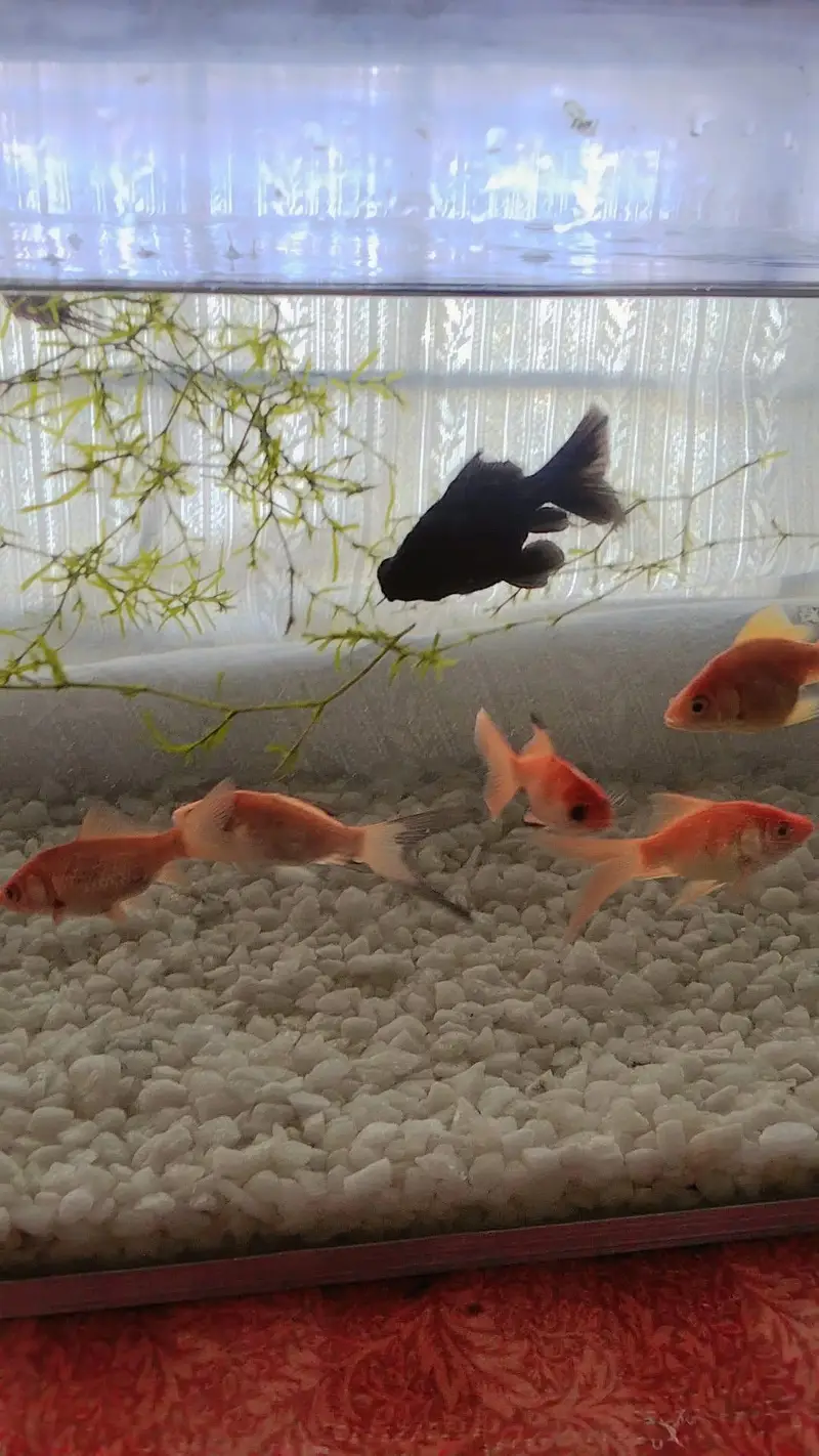 beautiful aquarium for sale with 10 fish — photo 3