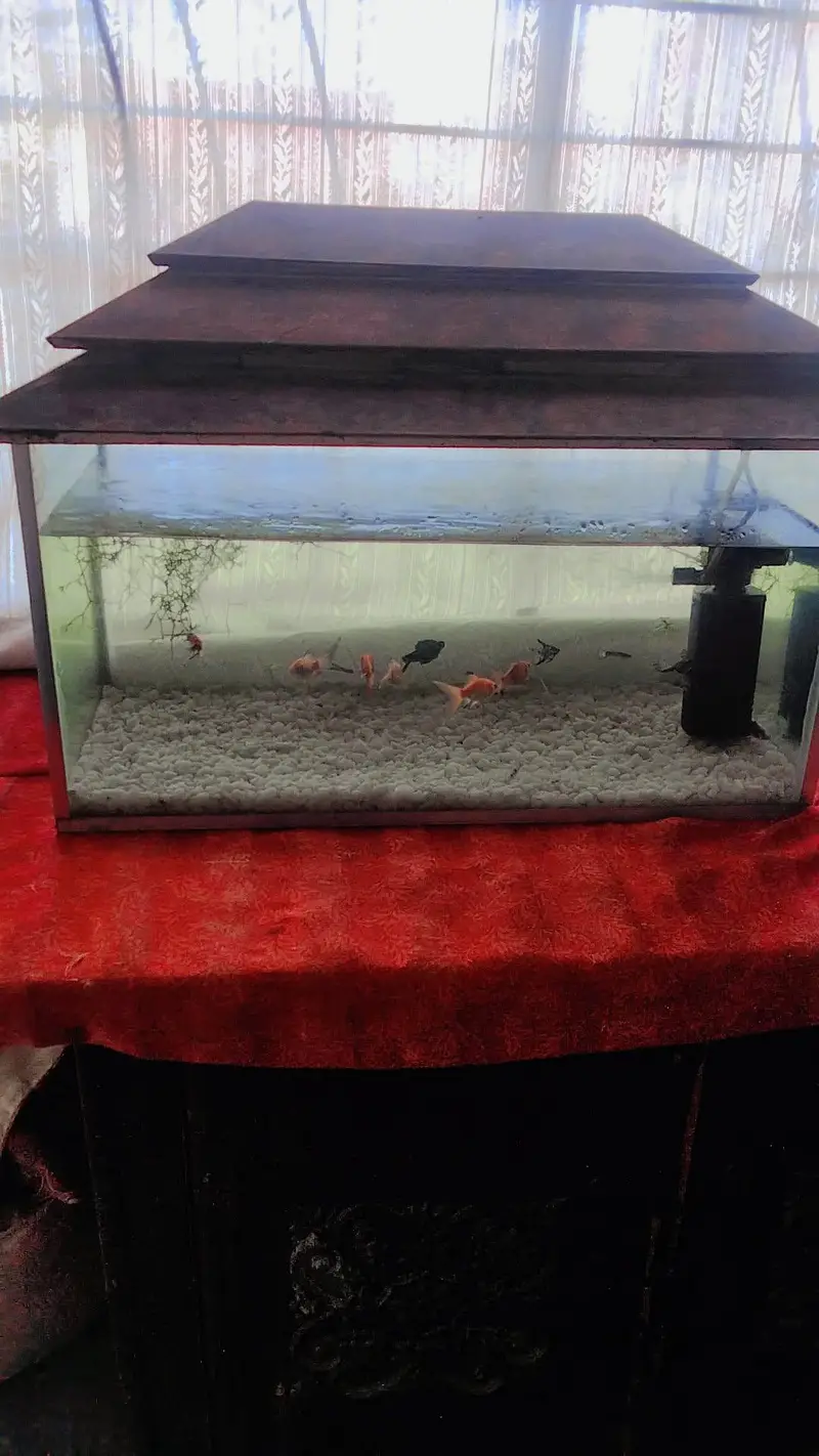 beautiful aquarium for sale with 10 fish — photo 4