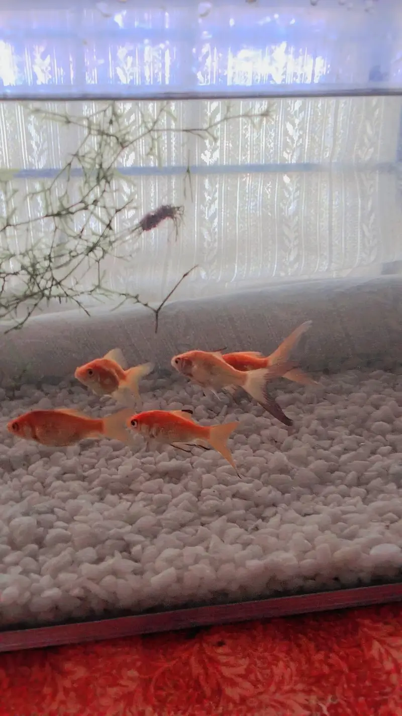 beautiful aquarium for sale with 10 fish — photo 5