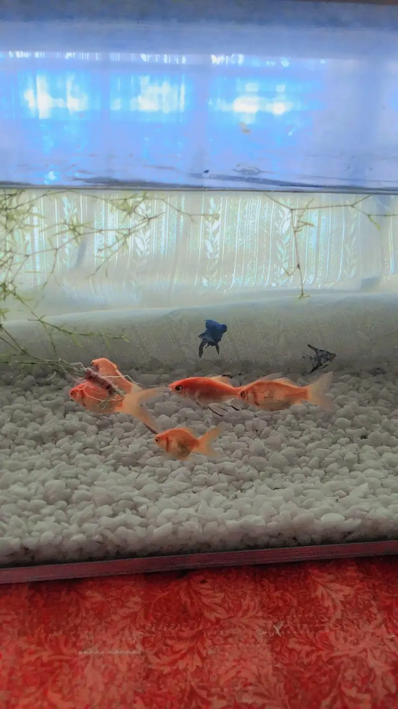 beautiful aquarium for sale with 10 fish — photo 6