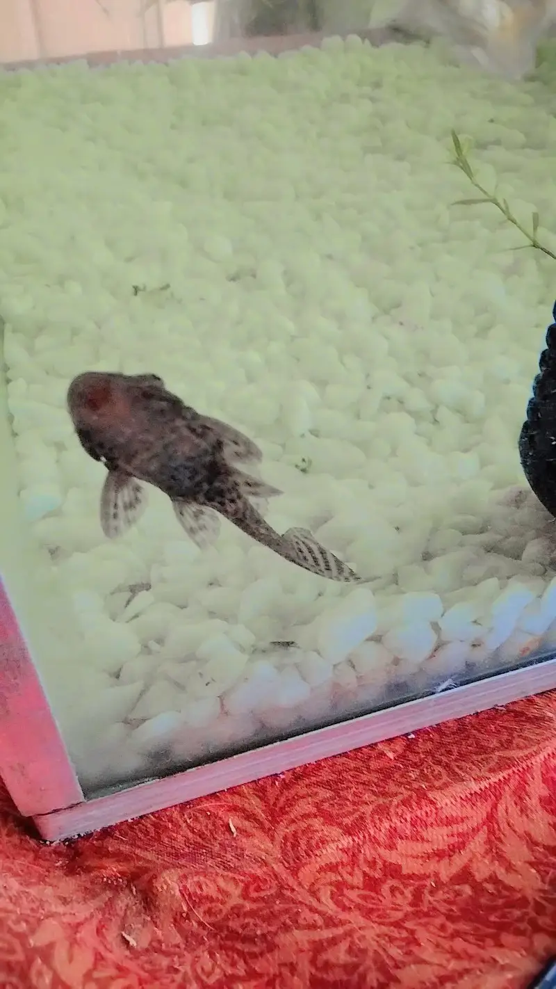 beautiful aquarium for sale with 10 fish — photo 7