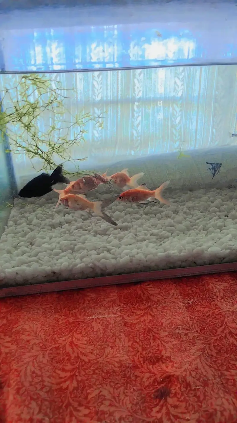 beautiful aquarium for sale with 10 fish — photo 8