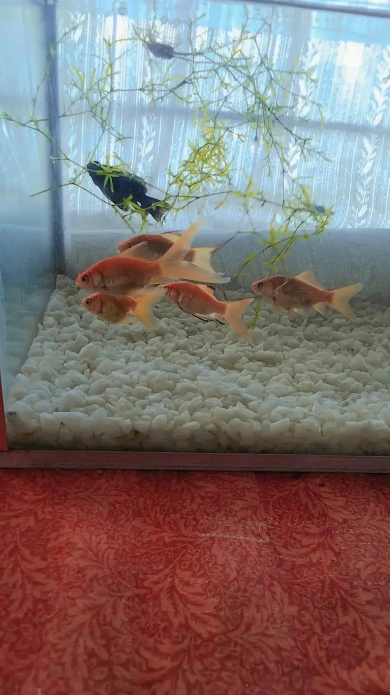 beautiful aquarium for sale with 10 fish — photo 9