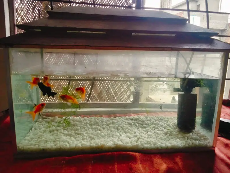 beautiful aquarium for sale with 10 fish — photo 10