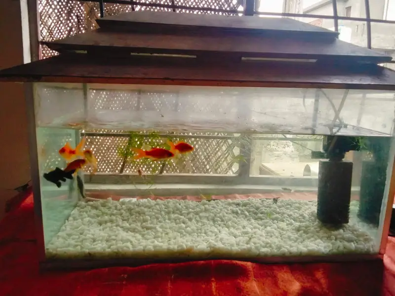 beautiful aquarium for sale with 10 fish — photo 11