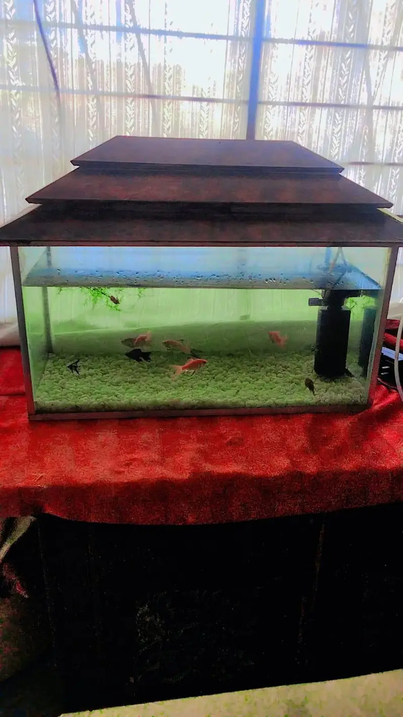 beautiful aquarium for sale with 10 fish — photo 12
