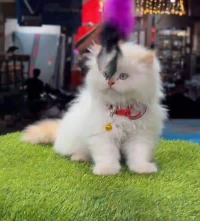 Persian cat triple coat Punch face vaccineated delivery available