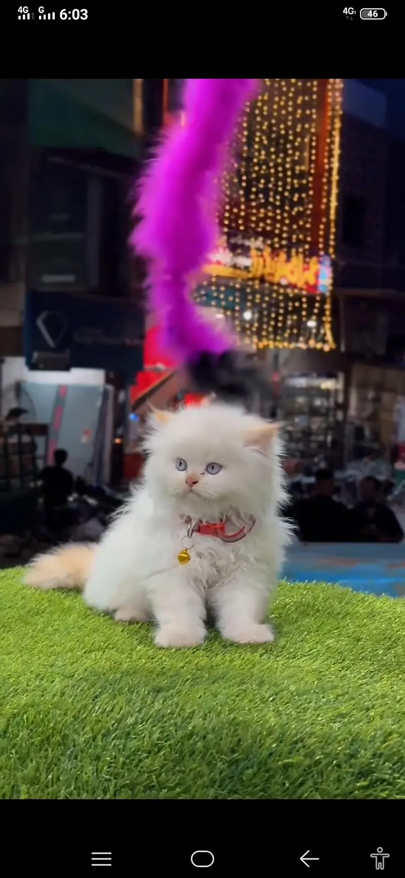 Persian cat triple coat Punch face vaccineated delivery available — photo 2