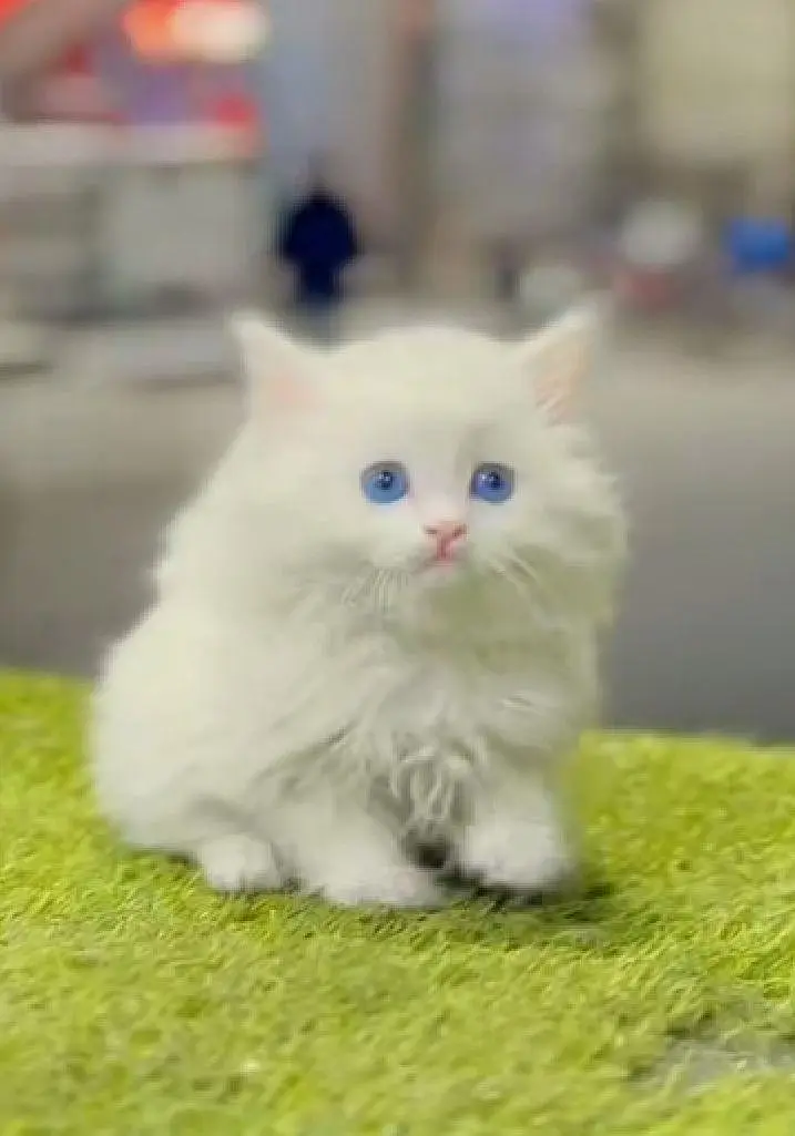 Persian cat triple coat Punch face vaccineated delivery available — photo 3