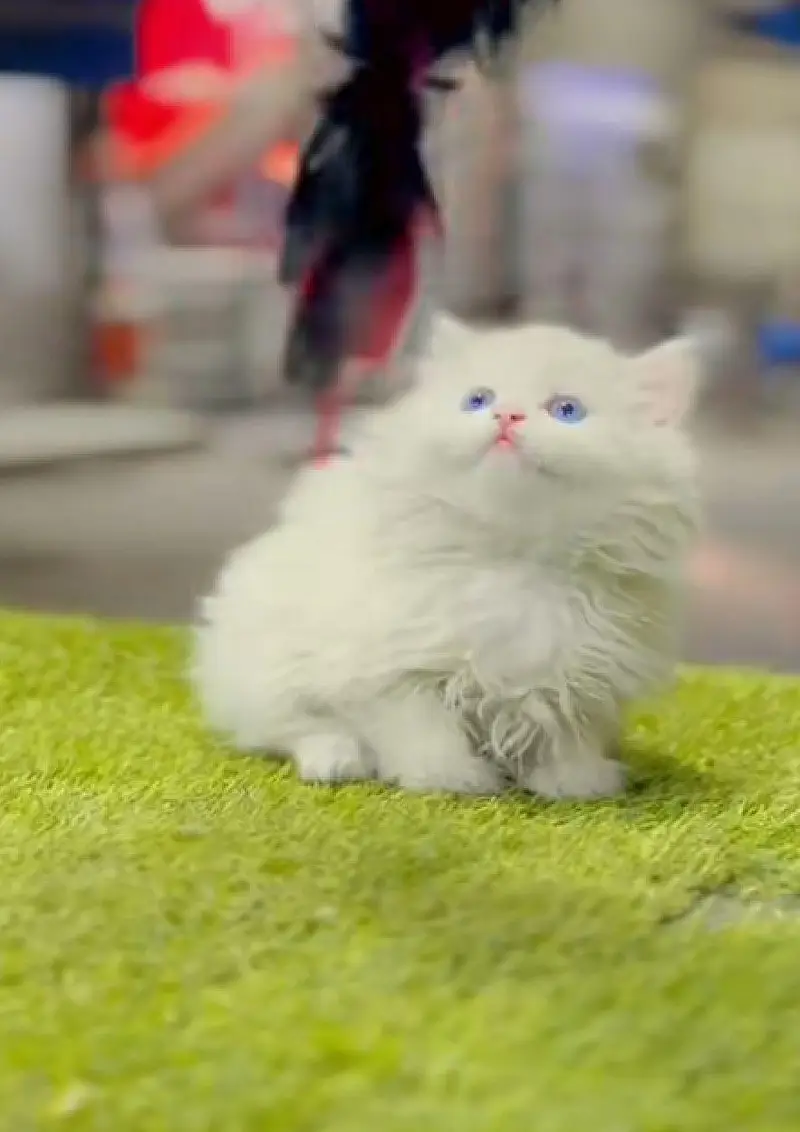 Persian cat triple coat Punch face vaccineated delivery available — photo 4