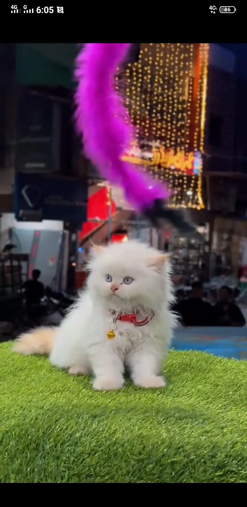 Persian cat triple coat Punch face vaccineated delivery available — photo 6