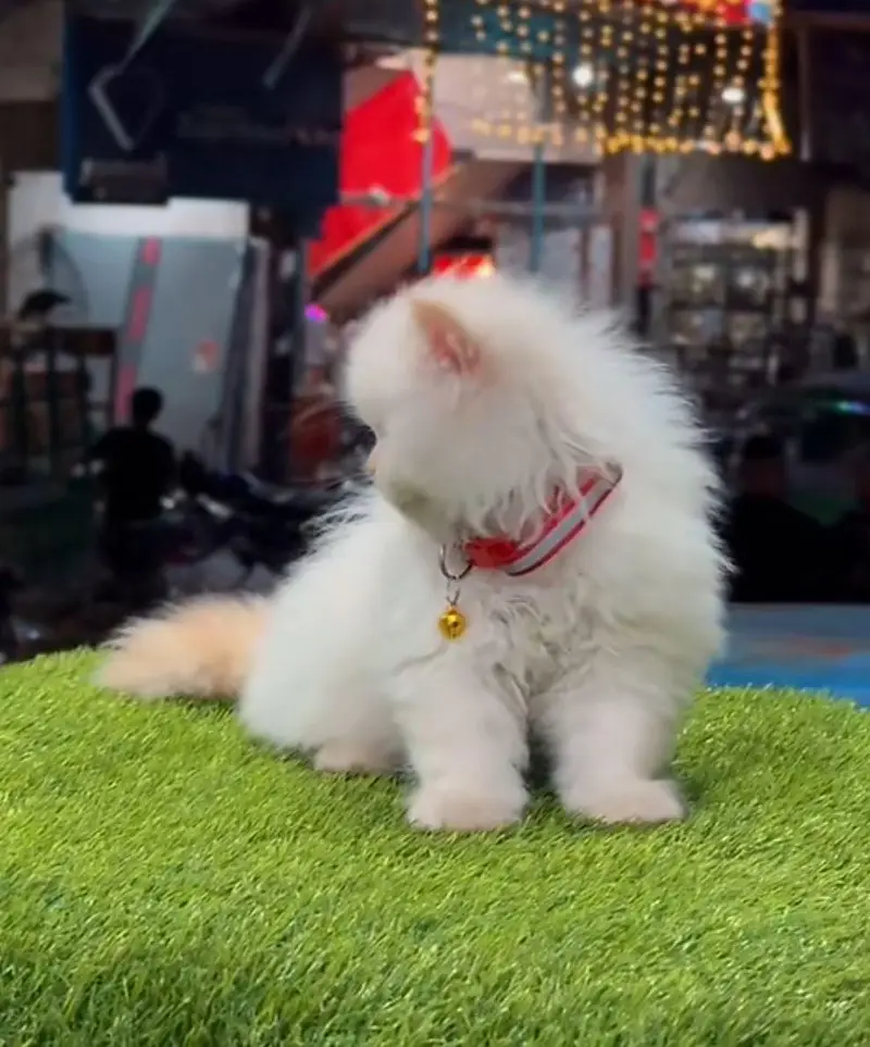 Persian cat triple coat Punch face vaccineated delivery available — photo 7