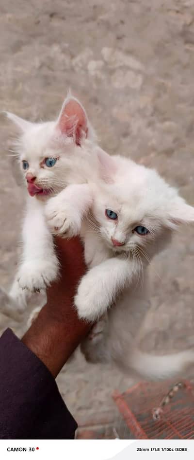 Sharoand Jaski blue yes kittens availablecontact on watsap03294944175
