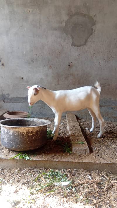 teddi path gulabi