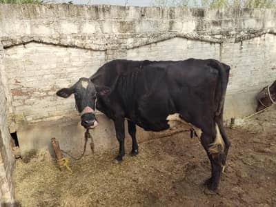 2 cows for sale