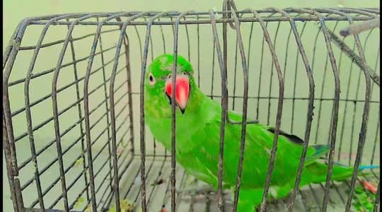 raw parrot 