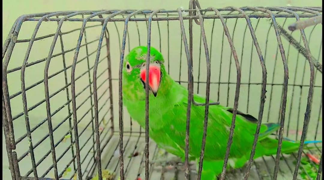 raw parrot  0