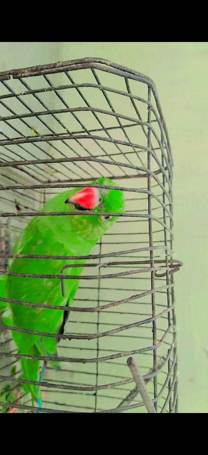 raw parrot  1