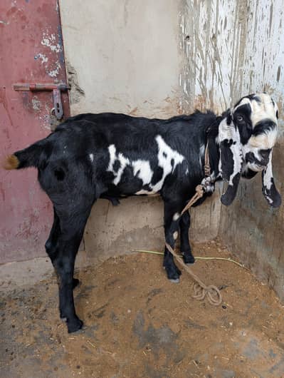 Male black bital Bakra