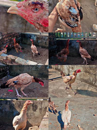 Aseel, pure desi six hens
