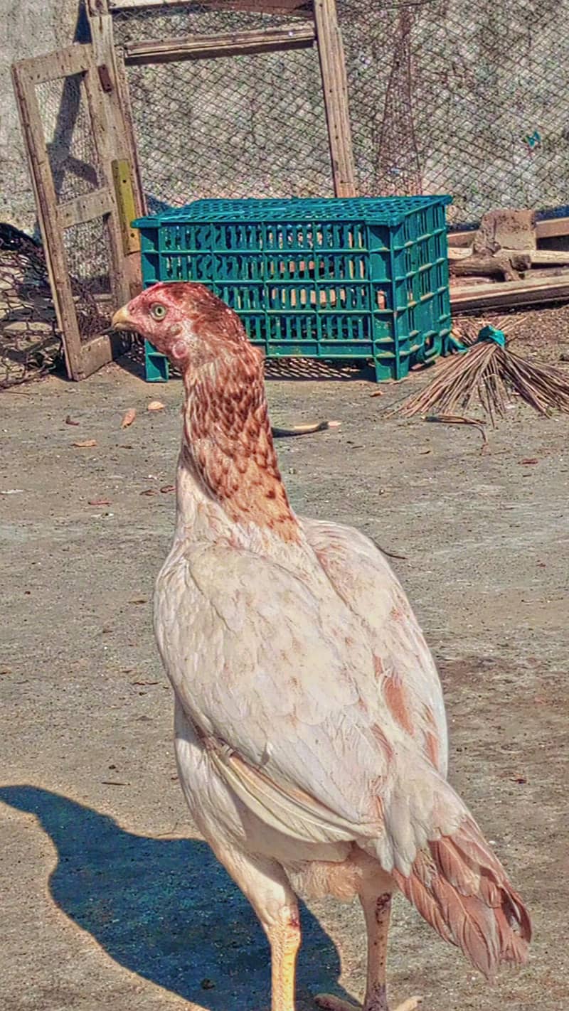 Aseel hen 4