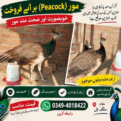 Blue Shoulder Chick  | 7 Months Old | For Sale03494018422