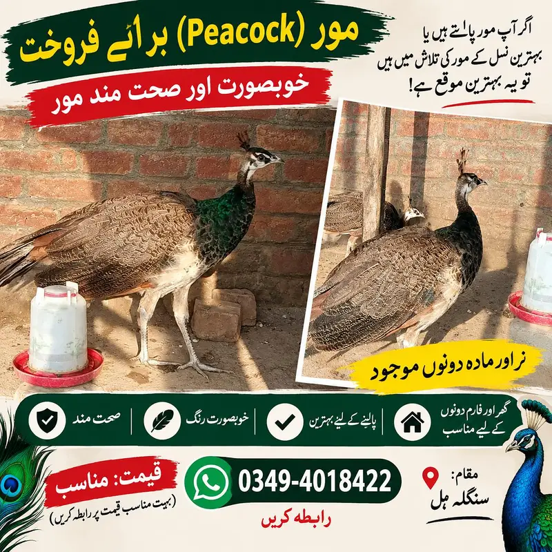 Blue Shoulder Chick  | 7 Months Old | For Sale03494018422