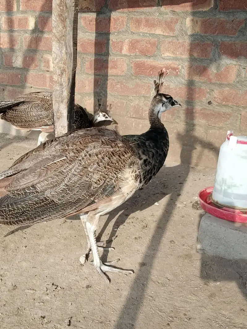 Blue Shoulder Chick  | 7 Months Old | For Sale03494018422 — photo 2