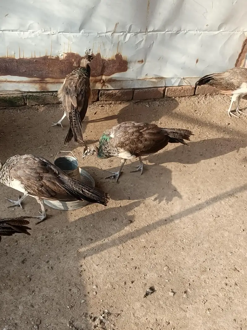 Blue Shoulder Chick  | 7 Months Old | For Sale03494018422 — photo 3