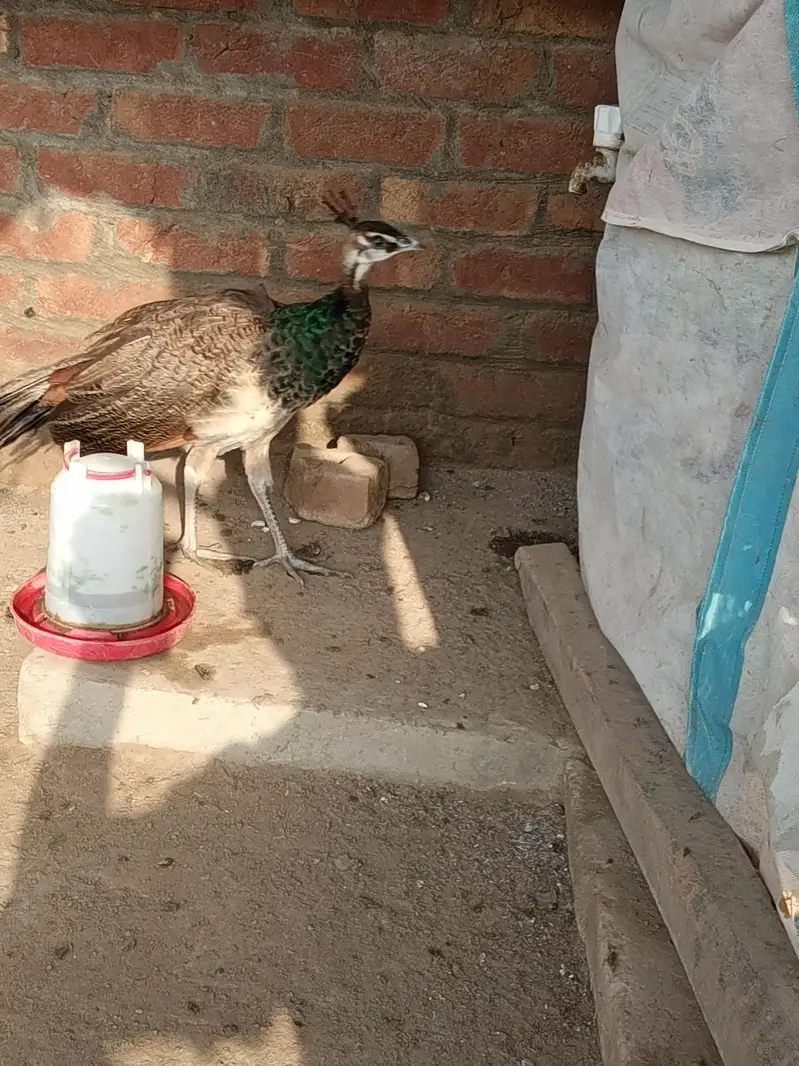 Blue Shoulder Chick  | 7 Months Old | For Sale03494018422 — photo 4