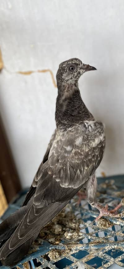 Active pigeon