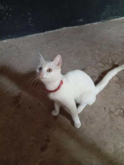 Diamond eye cat for sale