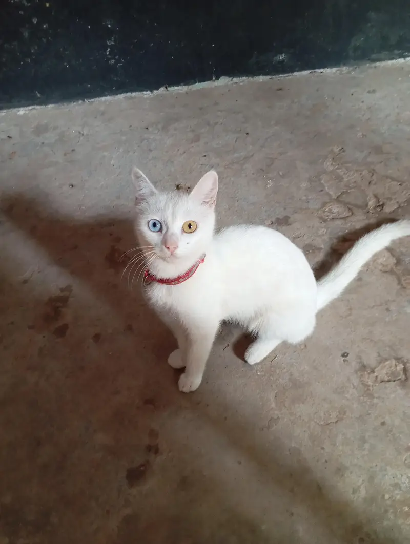 Diamond eye cat for sale — photo 2