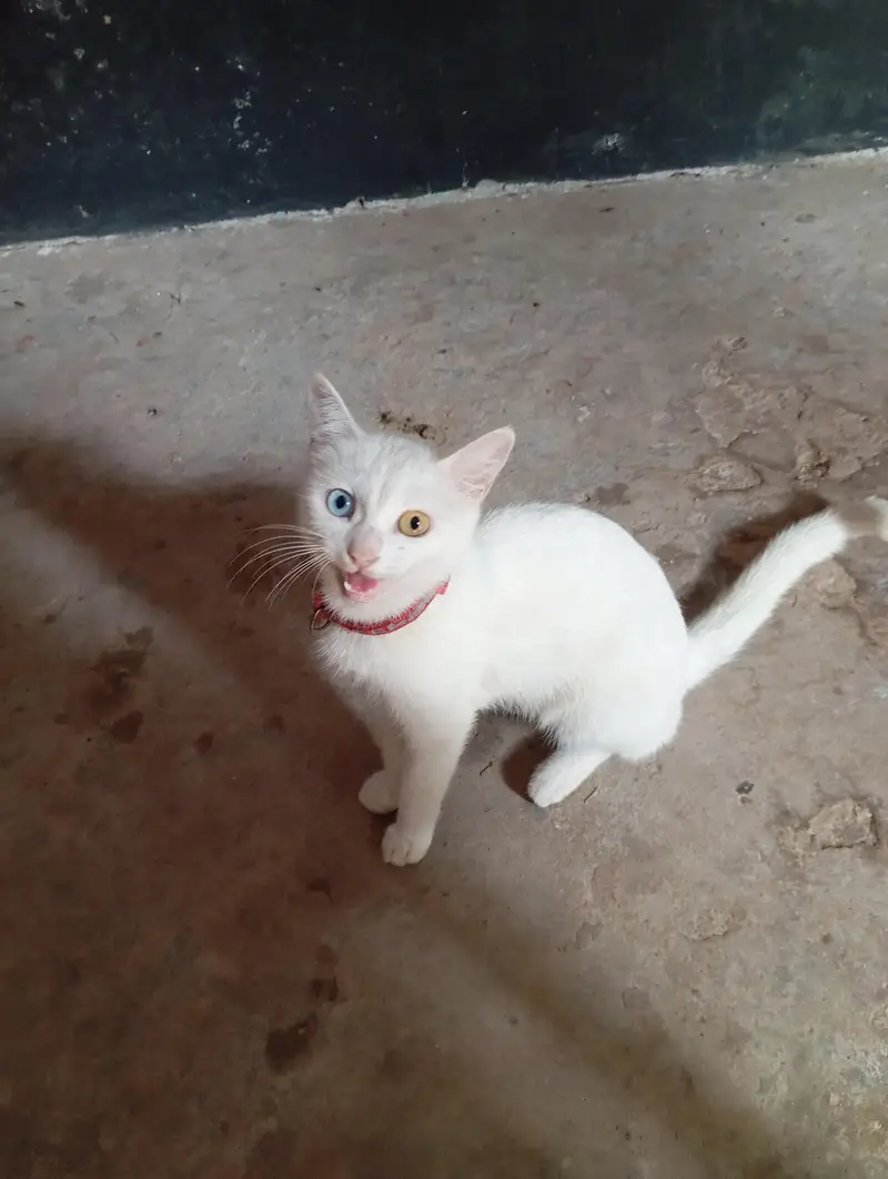 Diamond eye cat for sale — photo 3