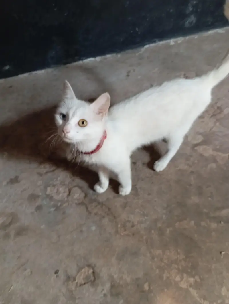Diamond eye cat for sale — photo 4