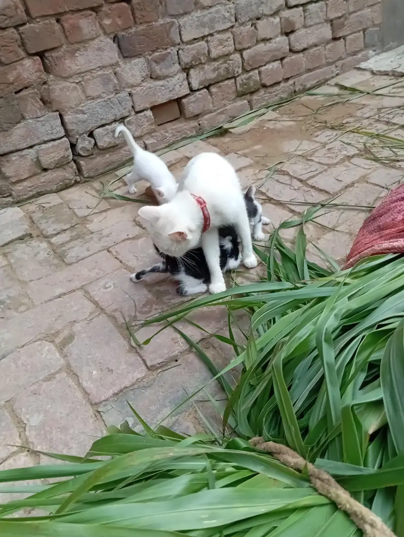 Diamond eye cat for sale — photo 6