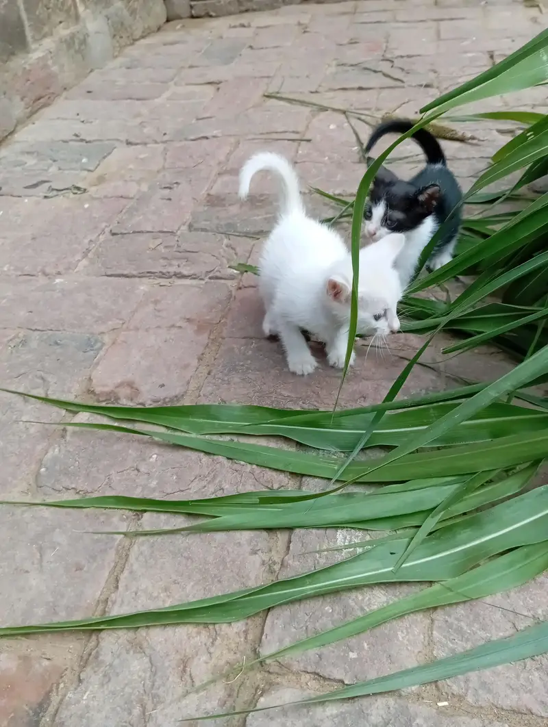 Diamond eye cat for sale — photo 7