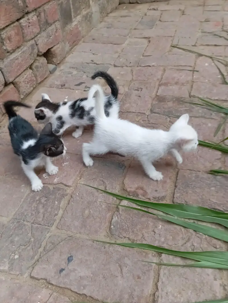Diamond eye cat for sale — photo 8