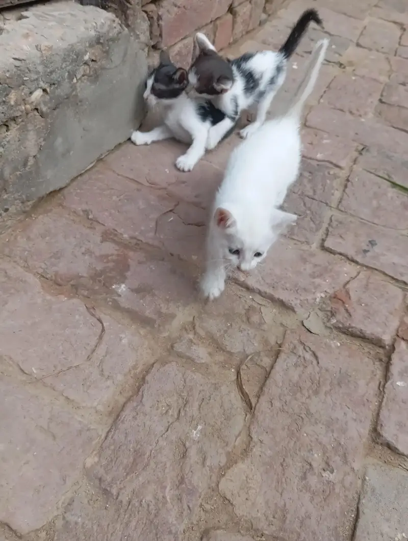 Diamond eye cat for sale — photo 9