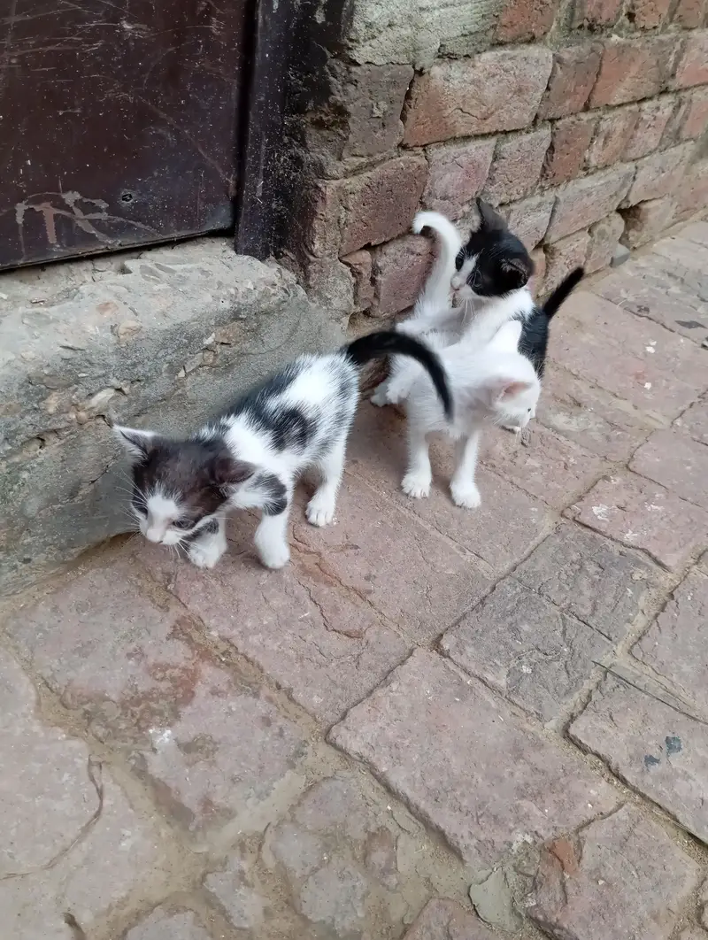 Diamond eye cat for sale — photo 10