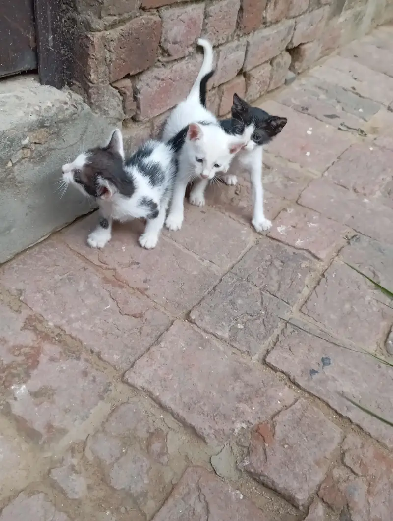 Diamond eye cat for sale — photo 11