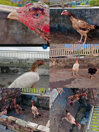 Aseel,pure desi six hens