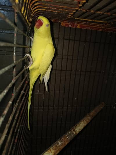 yellow Female