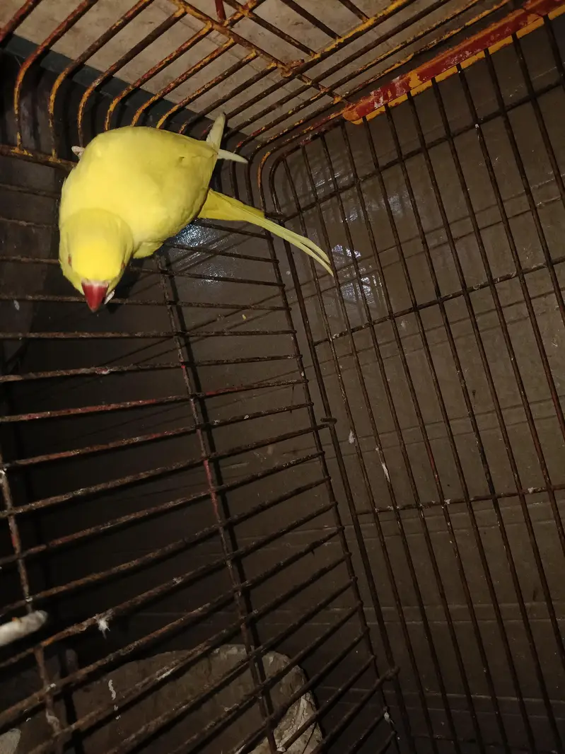 yellow Female — photo 2