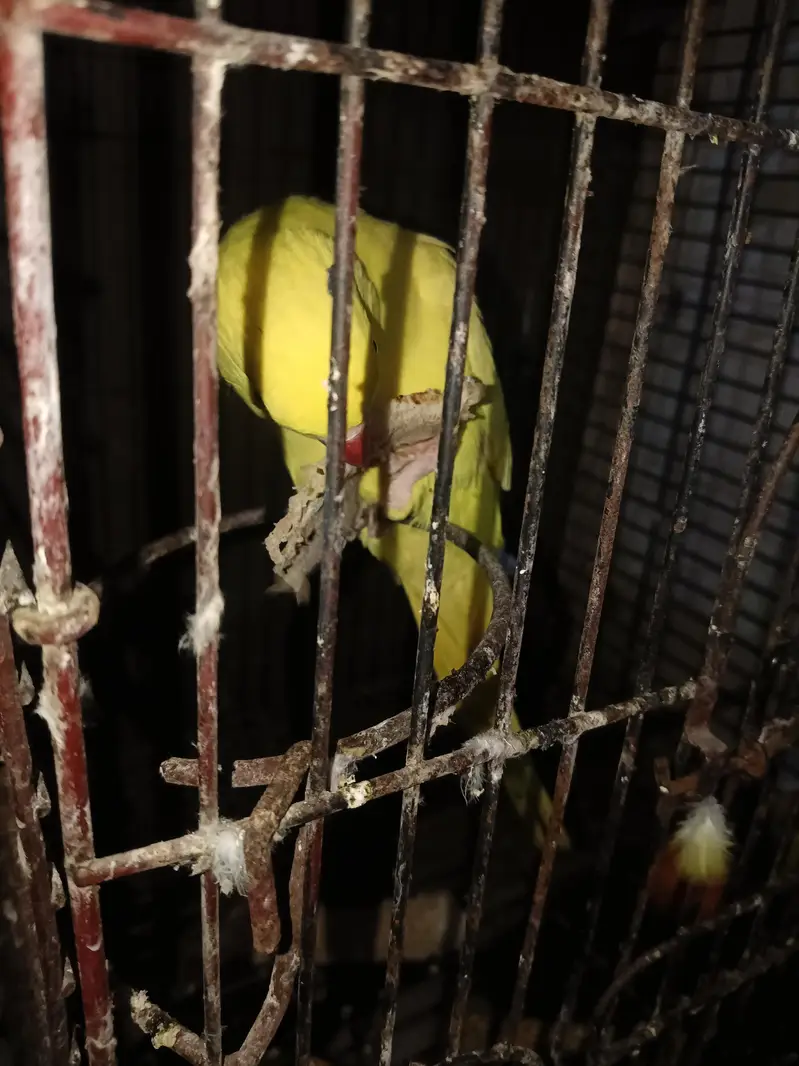 yellow Female — photo 3